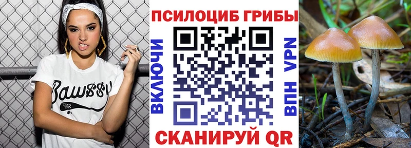 Галлюциногенные грибы Psilocybe Новокузнецк