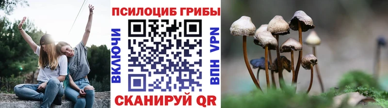 Псилоцибиновые грибы Psilocybine cubensis  Новокузнецк 